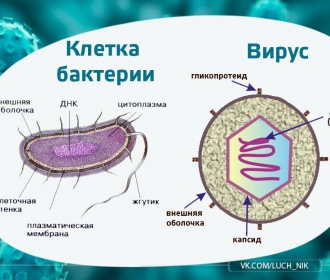 Отличительные особенности вируса и бактерии
